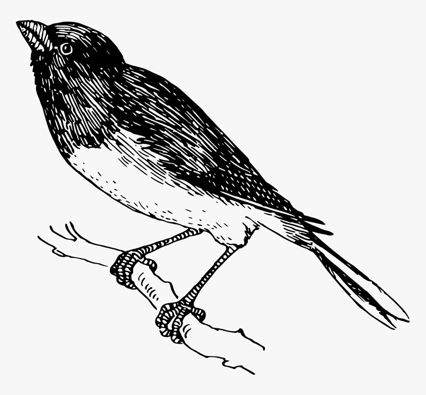 Snowbird - Finch, HD Png Download - kindpng