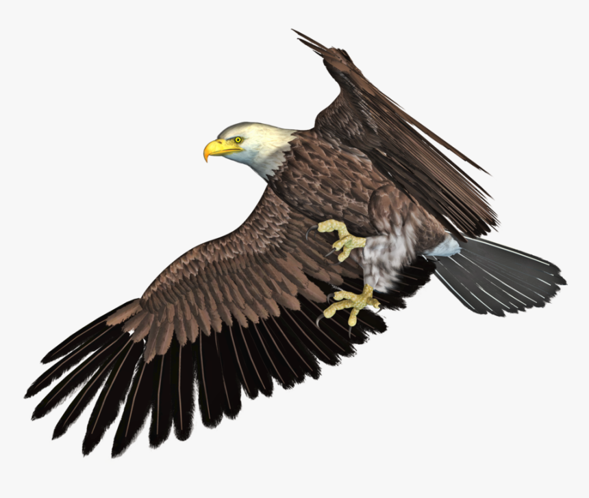 Flying Eagle Png - Eagle 3d Png, Transparent Png, Free Download