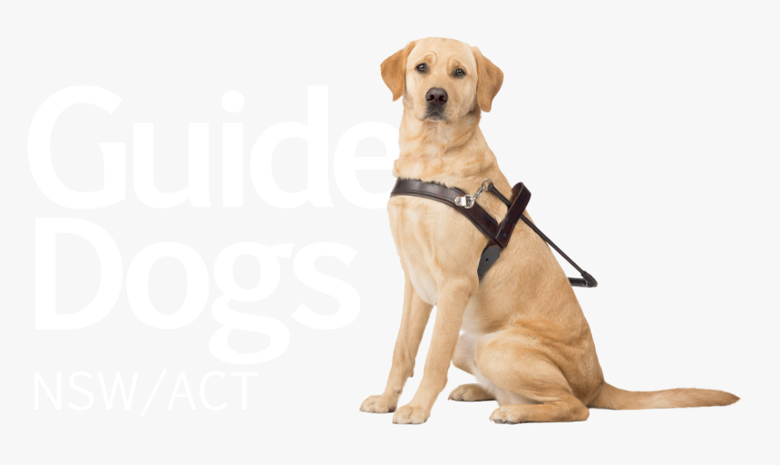 Guide Dogs Victoria Puppy The Guide Dogs For The Blind - Guide Dogs Australia Logo, HD Png Download, Free Download