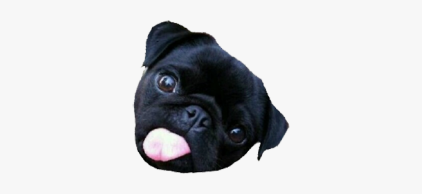 Pug, HD Png Download, Free Download