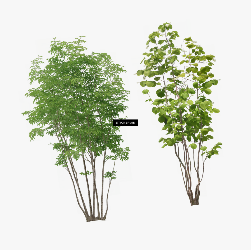 Plants Front View Png , Png Download - Small Tree No Background, Transparent Png, Free Download