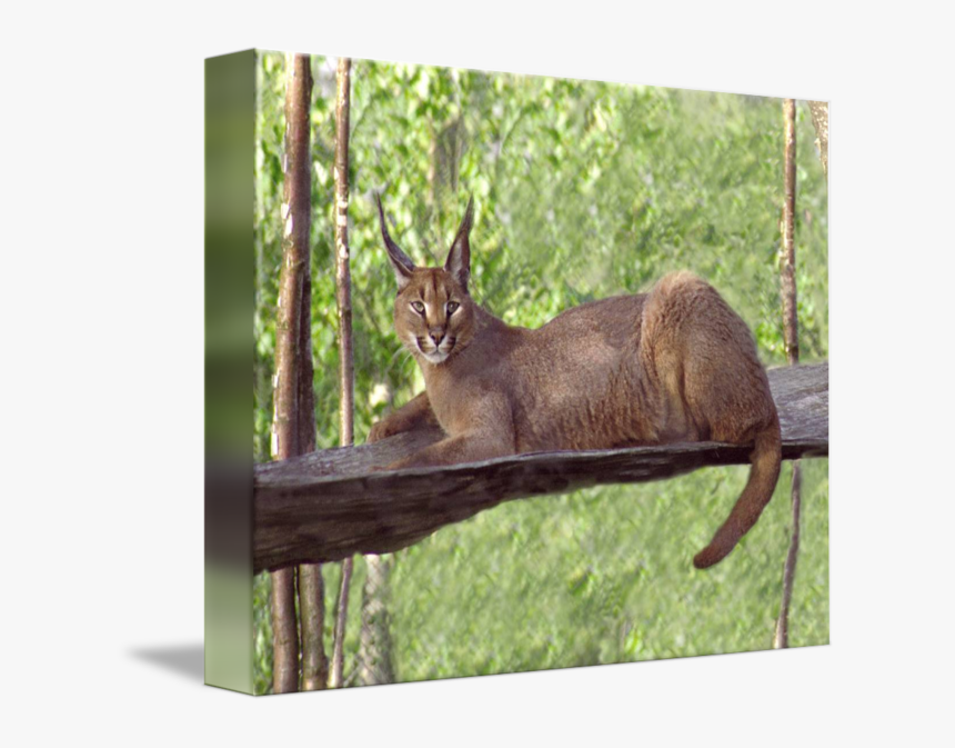 Elk Fauna Wildlife Tail - Chausie, HD Png Download, Free Download