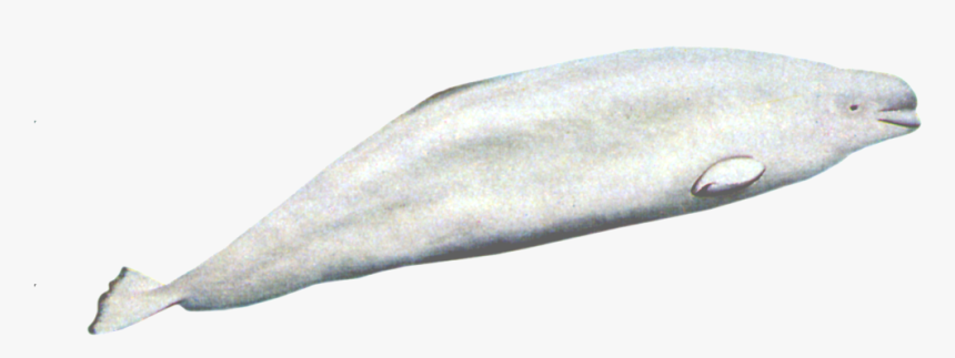 Transparent Baby Whale Png - Beluga Whale Full Body, Png Download, Free Download