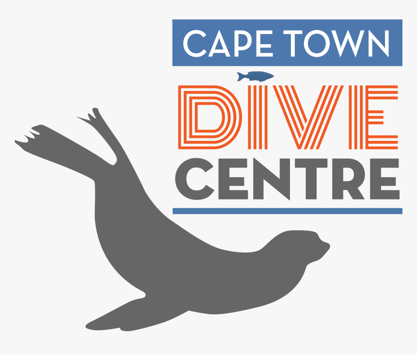 Transparent Seal Animal Png - Cape Town Dive Centre, Png Download, Free Download