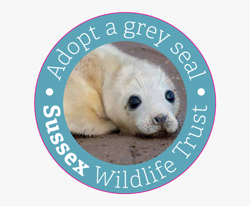 Transparent Seal Animal Png - Russell Square Tube Station, Png Download, Free Download