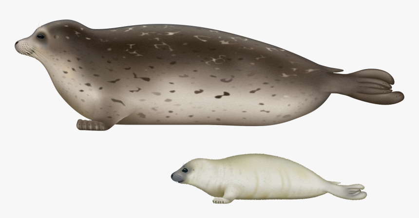 Caspian Seal Png, Transparent Png, Free Download