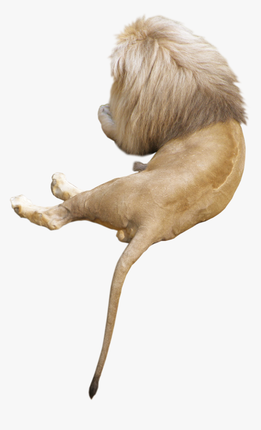 Lion Animal Png Image - Golden Lion Tamarin, Transparent Png, Free Download