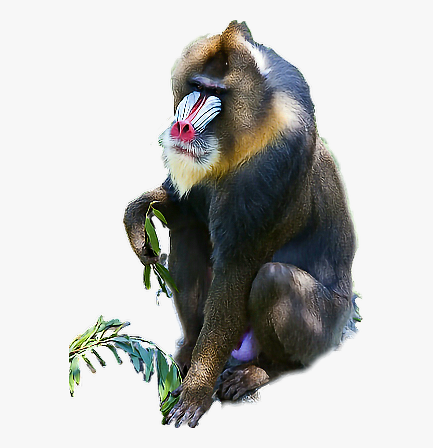 #baboon - Mandrill, HD Png Download, Free Download