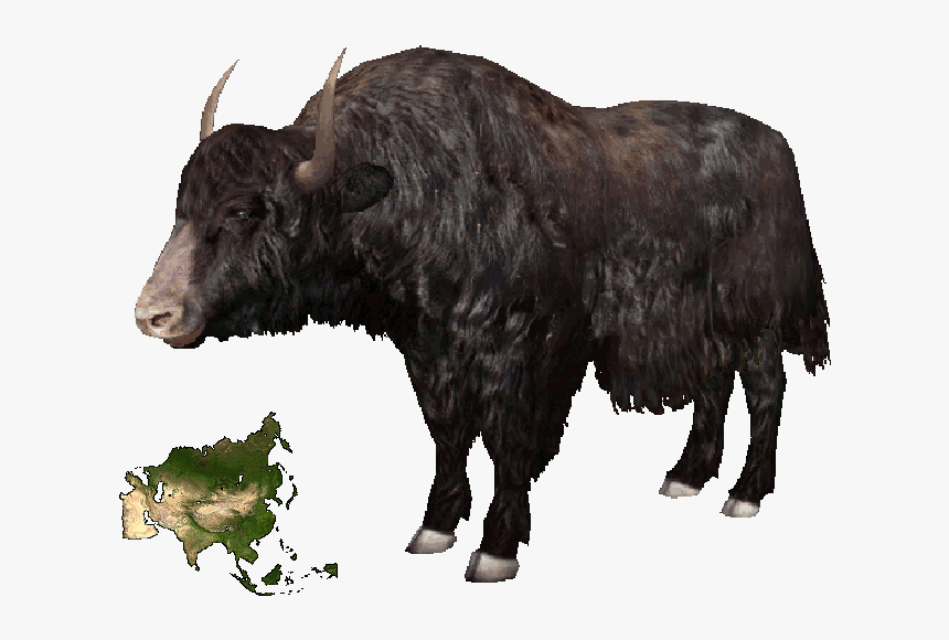 Wild Yak - Yak Png Transparent, Png Download, Free Download