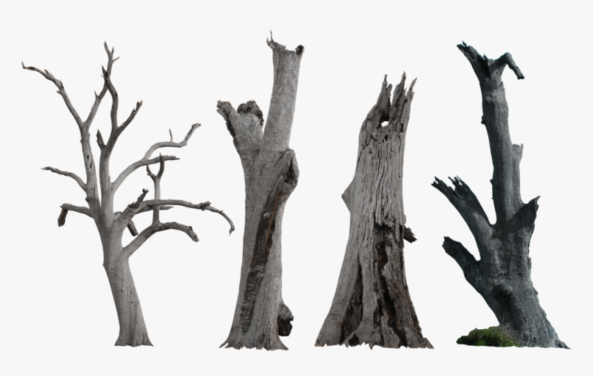 Dead Tree Pack - Dry Tree Trunk Png, Transparent Png, Free Download