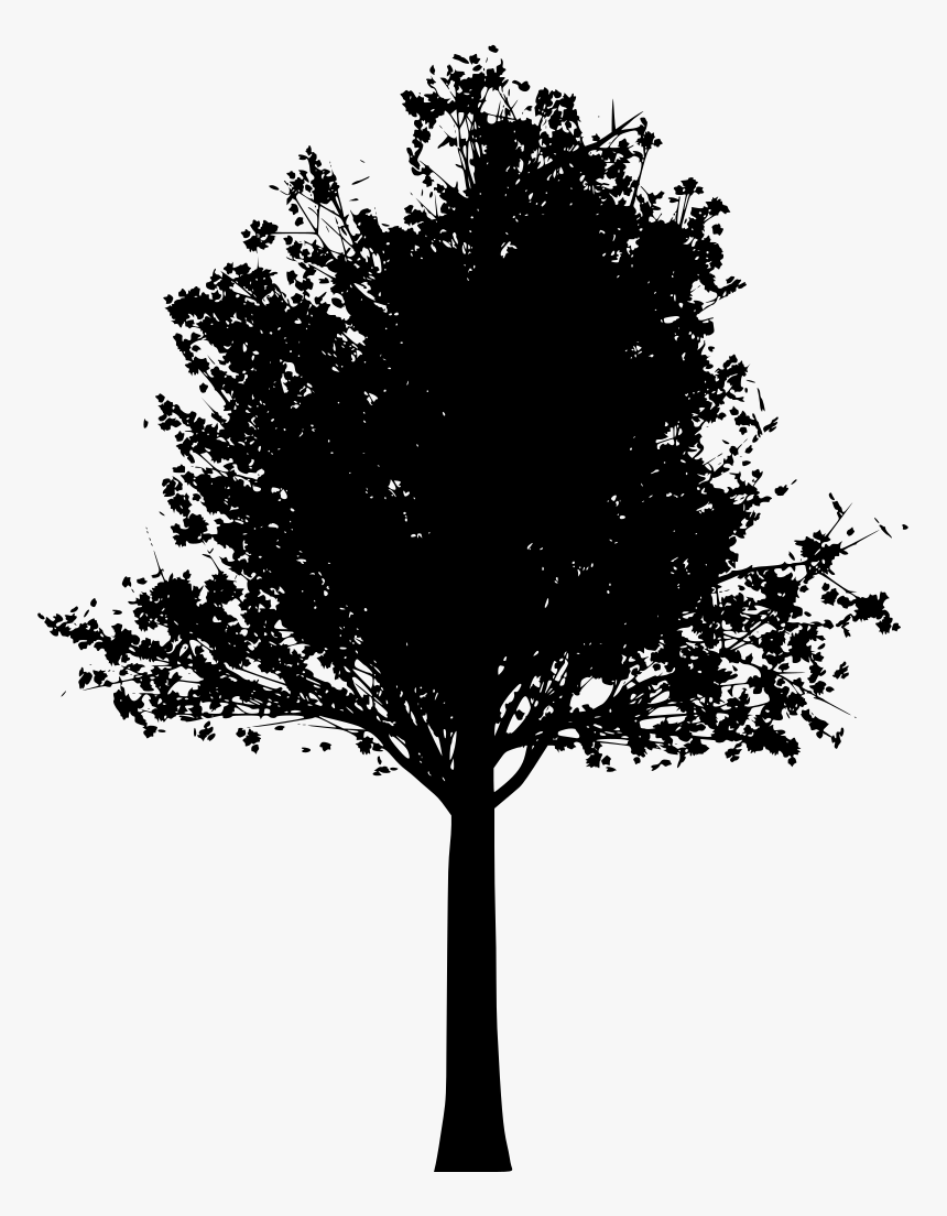 Real Fall Trees Png, Transparent Png, Free Download