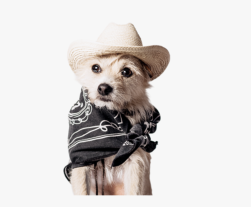 Companion Dog, HD Png Download, Free Download