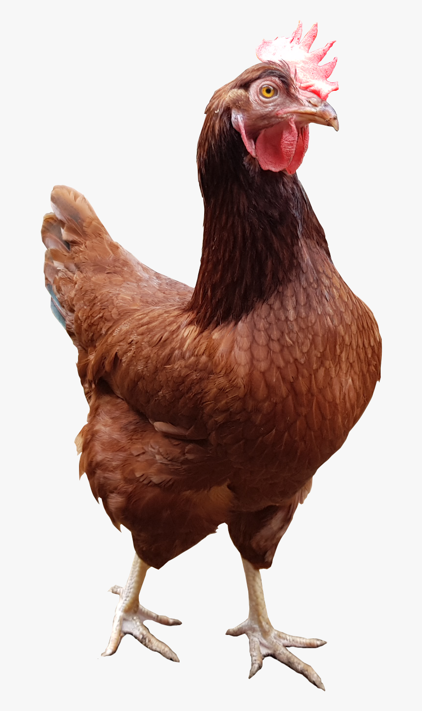 Rooster, HD Png Download, Free Download