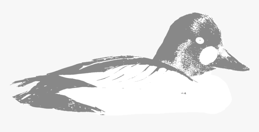 Goldeneye - Drawing, HD Png Download, Free Download