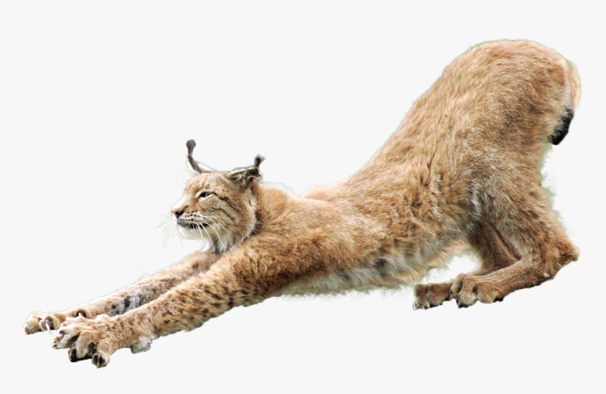 Transparent Caracal Png, Png Download, Free Download