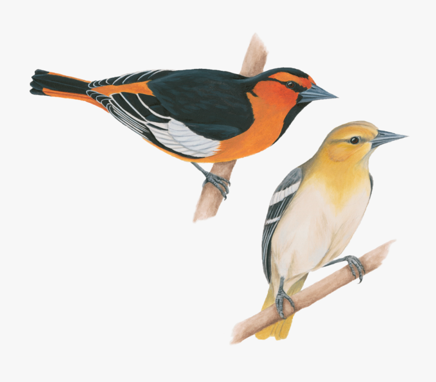 Transparent Flying Crows Png - Baltimore Oriole, Png Download, Free Download