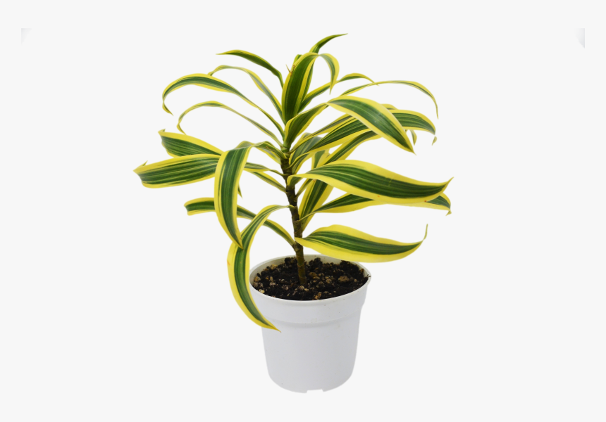 Flowerpot, HD Png Download, Free Download