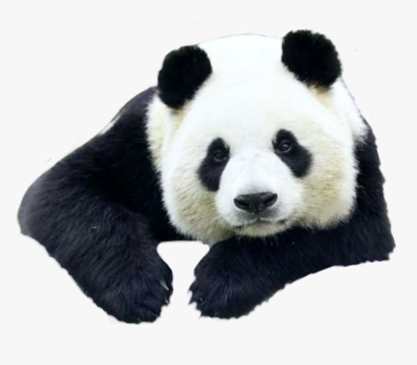 Petsandanimals Animals Animal Panda Pandas Ftestickers - Giant Panda, HD Png Download, Free Download