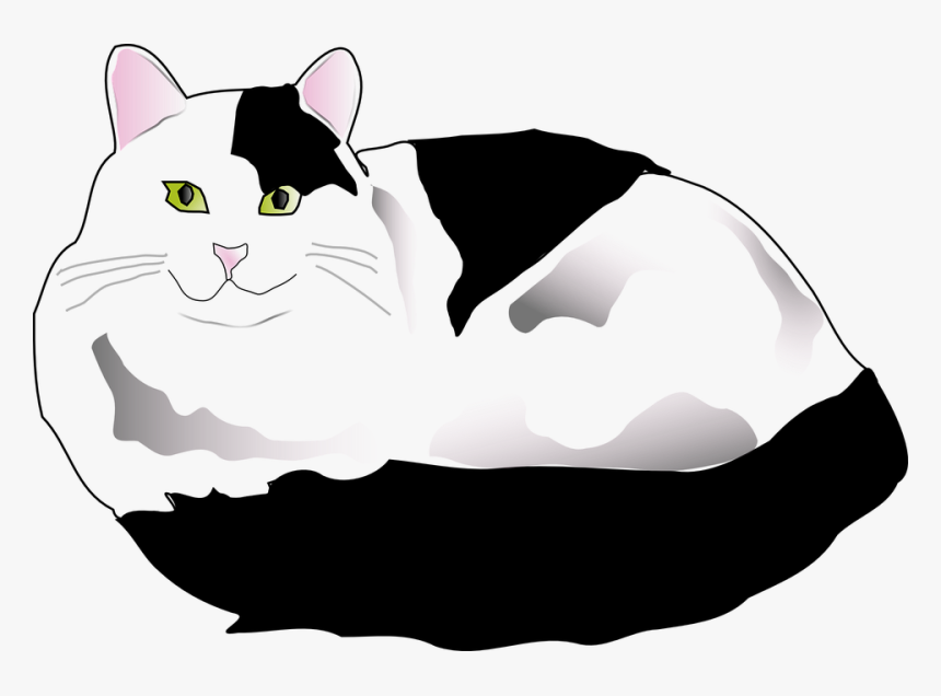 Transparent Black And White Cat Png - Black And White Fluffy Cat Clipart, Png Download, Free Download