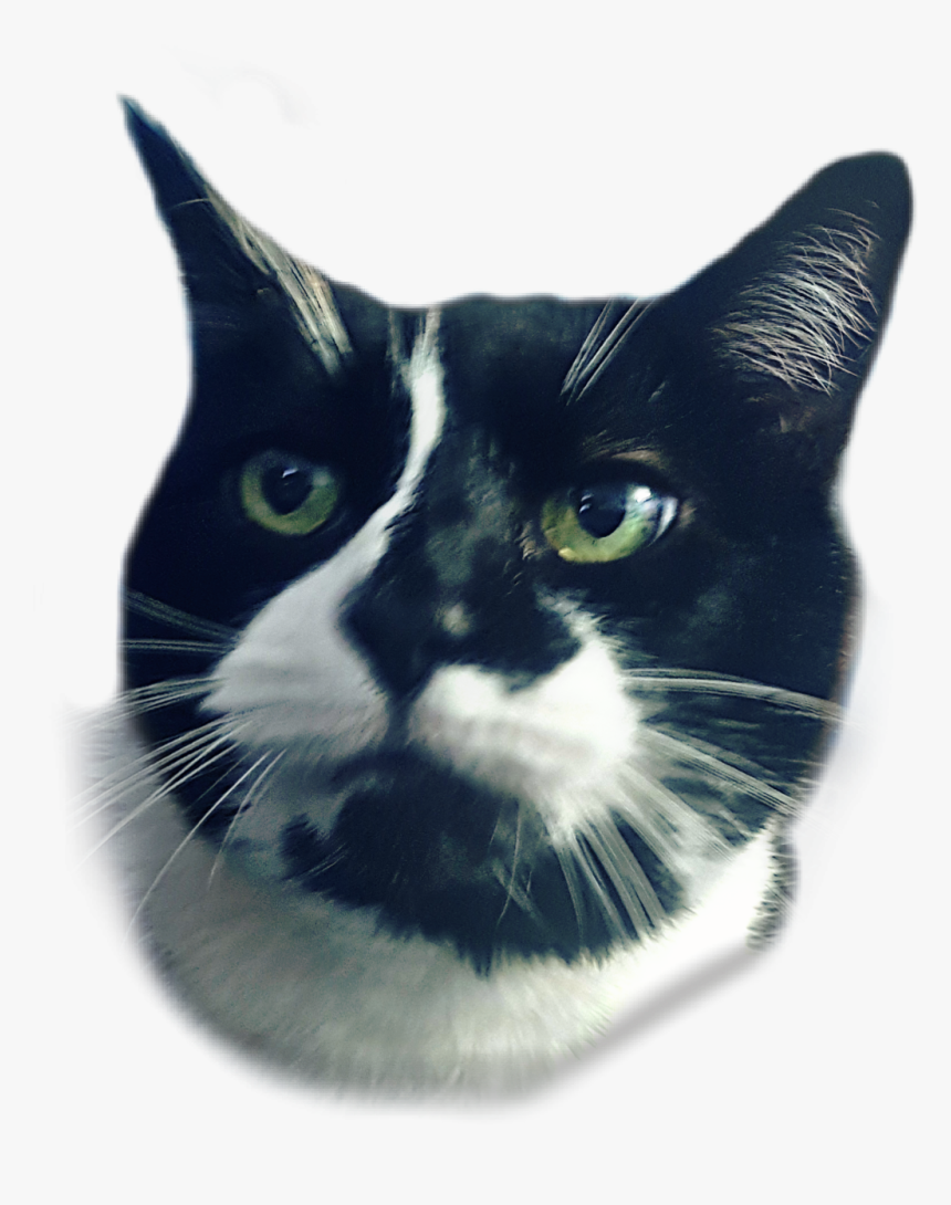 #cathead #cat #black & White #black #white #kitty #cats - Domestic Short-haired Cat, HD Png Download, Free Download