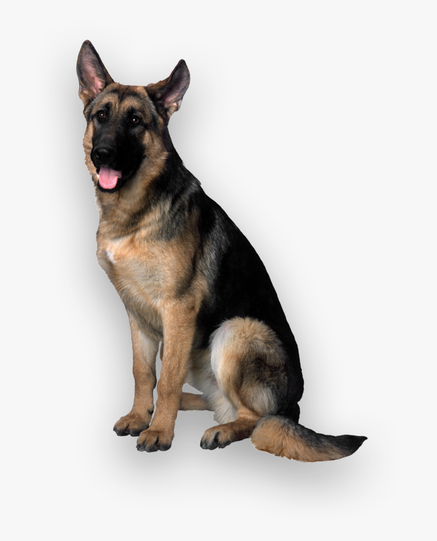 German Shepherd Transparent Background, HD Png Download, Free Download