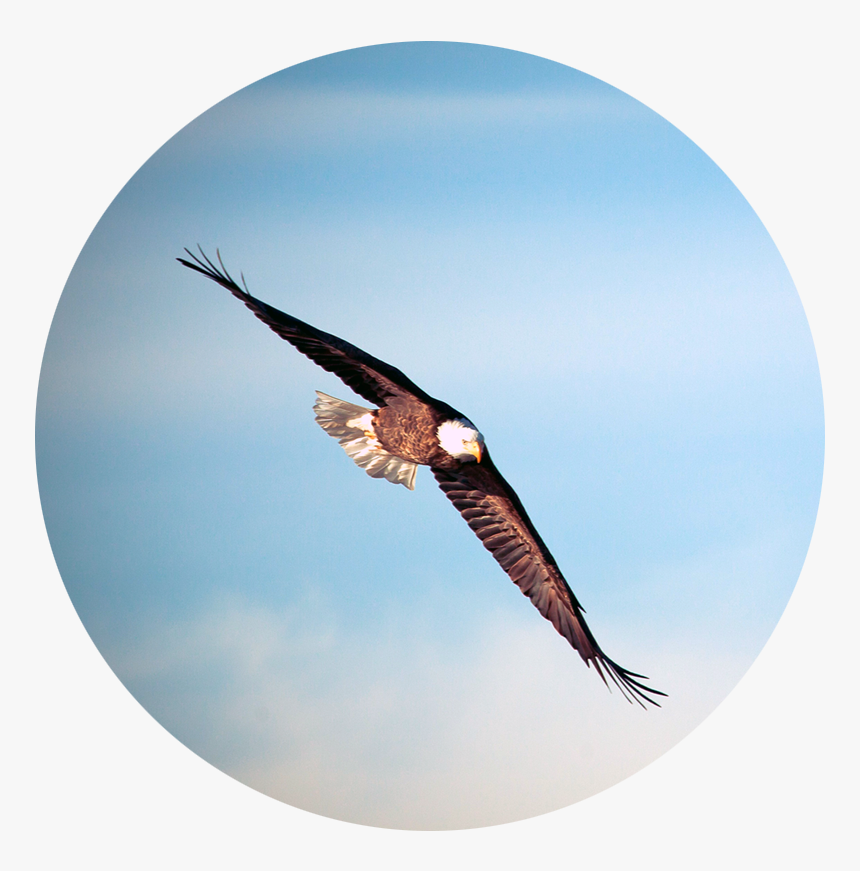 Transparent Bald Eagle Flying Png - Mas Os Que Esperam No Senhor Renovarão As Su, Png Download, Free Download