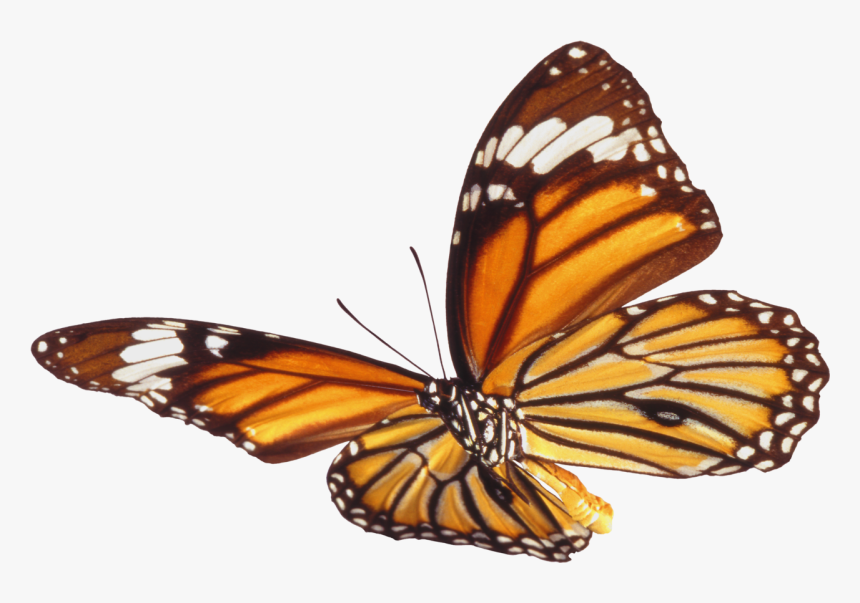 Download Butterfly Png - Real Butterfly Transparent, Png Download, Free Download