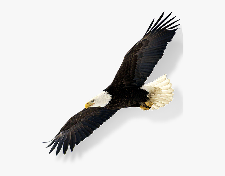 Bald Eagle, HD Png Download, Free Download