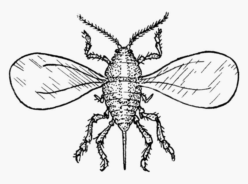 1971 San Jose Scale Winged Adult - Net-winged Insects, HD Png Download, Free Download