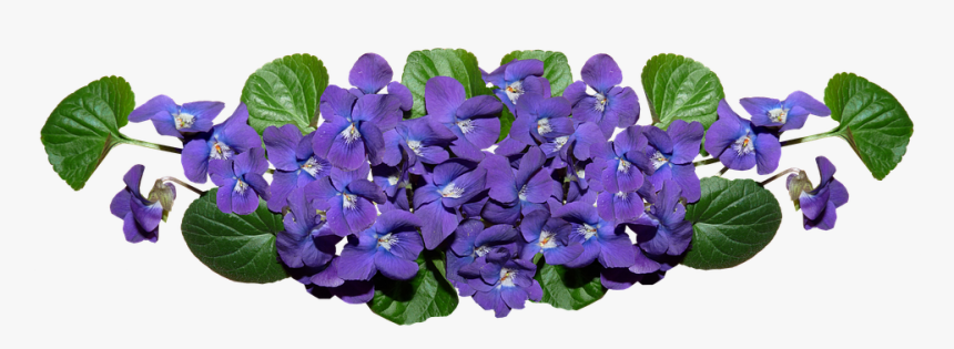 Violets, Flowers, Arrangement, Garden, Perfume - Artificial Flower, HD Png Download, Free Download