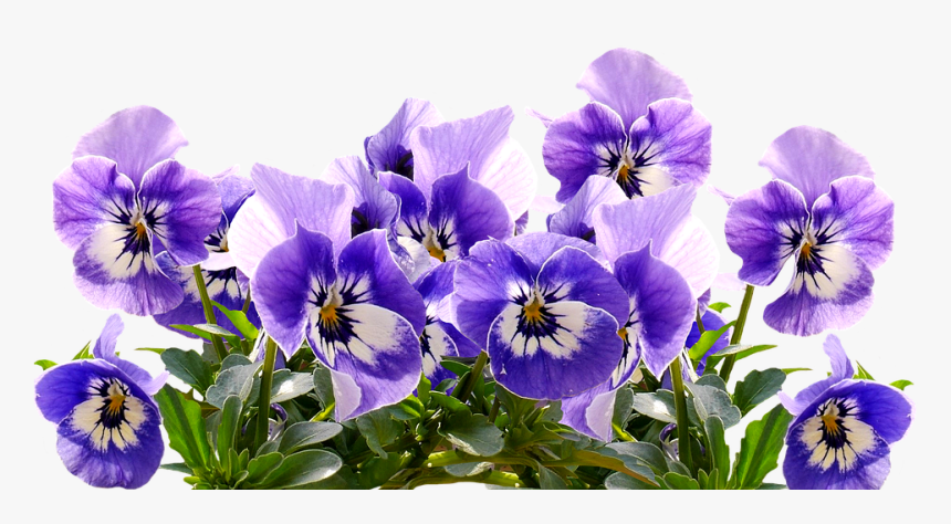 Violet Png - Flower Purple Mothers Day, Transparent Png, Free Download