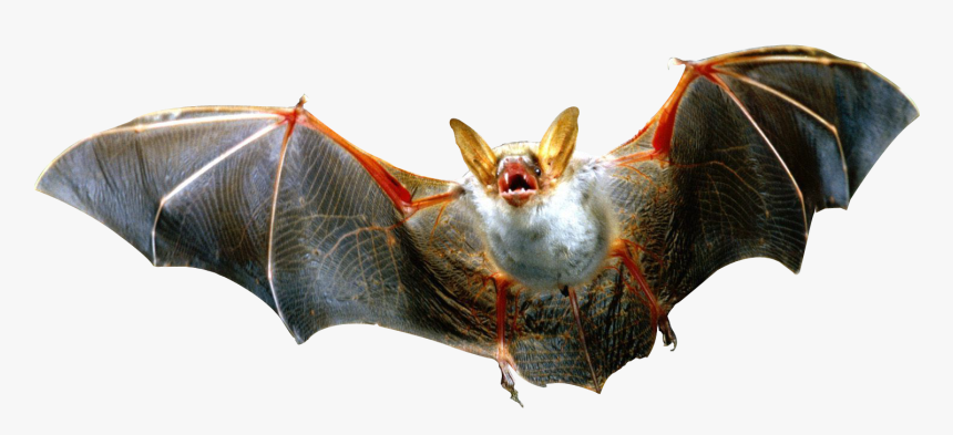 Flying Bat - Bat Png, Transparent Png, Free Download