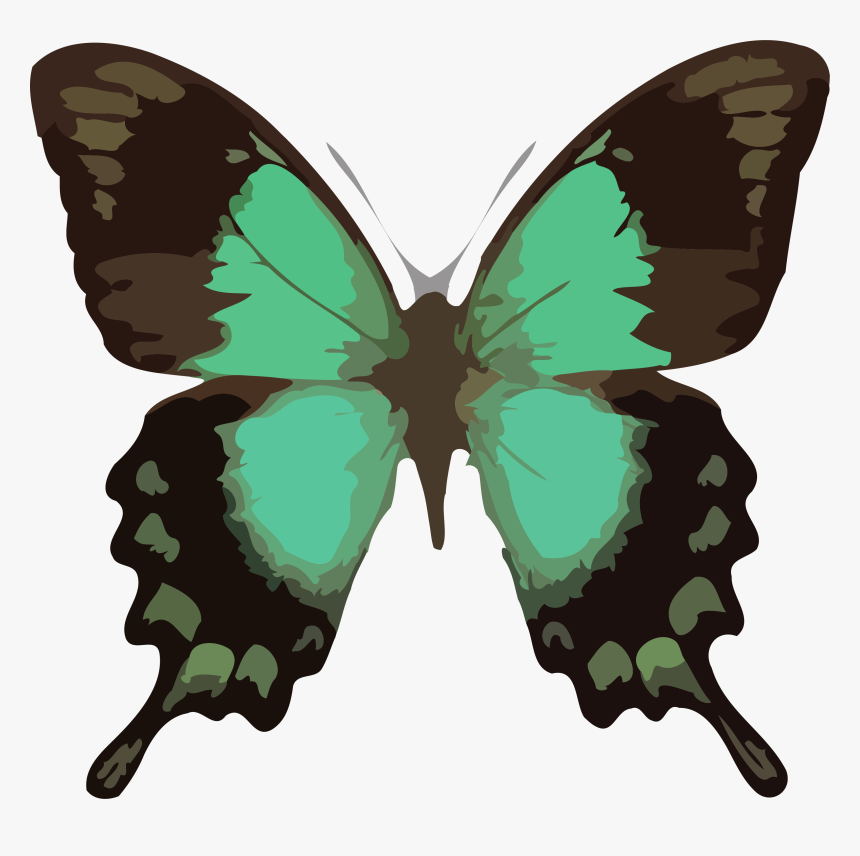 Butterfly Png Clipart Download Png - Papilio Lorquinianus, Transparent Png, Free Download