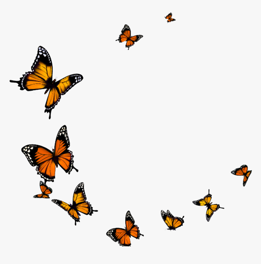 Free Free Butterfly Swarm Svg Free 331 SVG PNG EPS DXF File