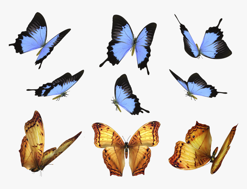 Butterfly Transparent For Photoshop, HD Png Download, Free Download