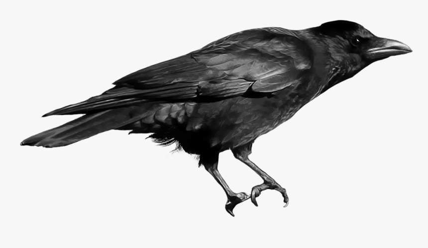 Black Crow - English Birds Sounds Name, HD Png Download, Free Download