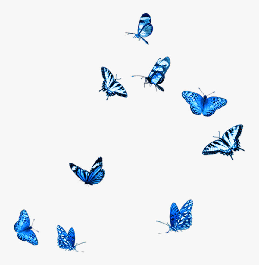 Фон бабочки png. Бабочки летают. Стая бабочек на белом фоне. Синие бабочки на прозрачном фоне. Бабочки на прозрачном фоне для фотошопа.