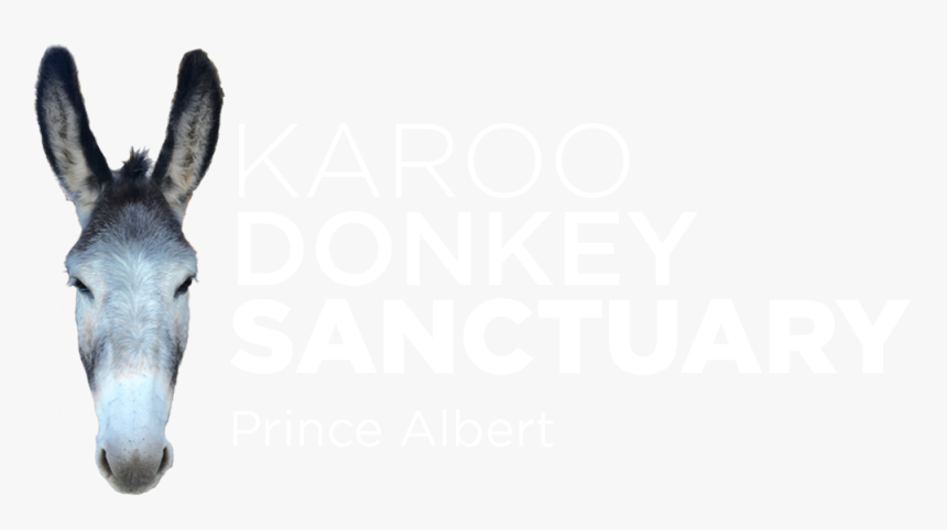 Donkey Head Png - Donkey Sanctuary Prince Albert, Transparent Png, Free Download