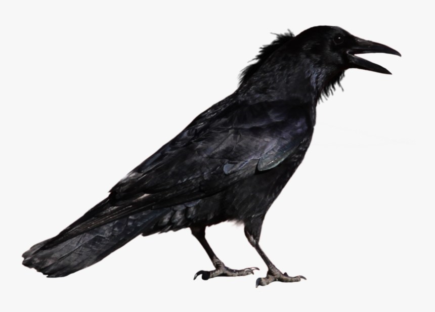 Crow Png, Transparent Png, Free Download