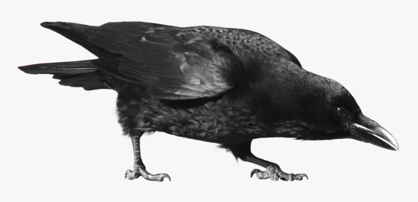 Common Raven Png Picture - Crow Png, Transparent Png, Free Download