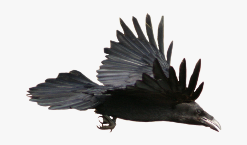 Flying Raven, HD Png Download, Free Download