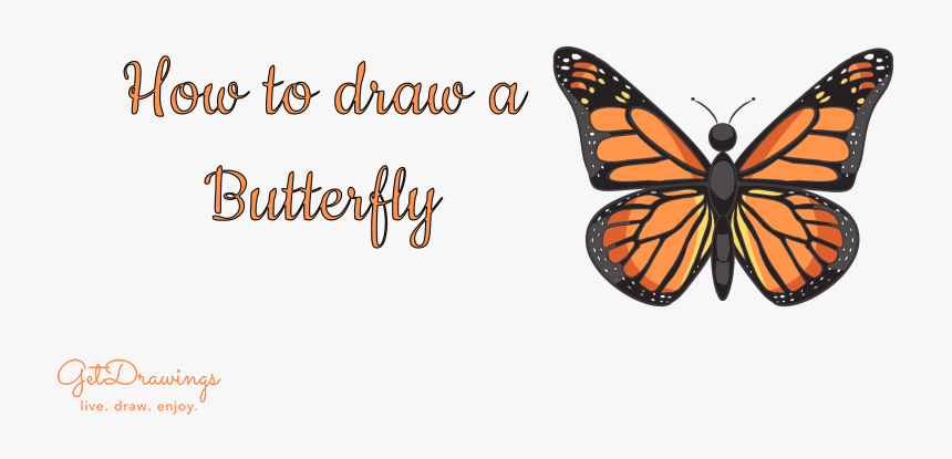 How To Draw A Butterfly - Butterfly, HD Png Download, Free Download