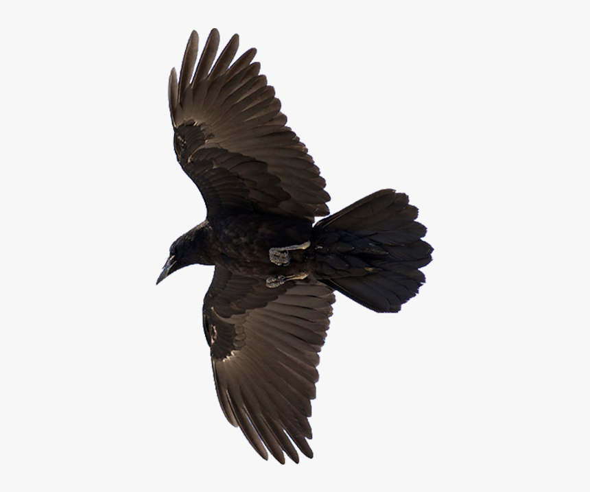 Raven - Raven Bird, HD Png Download, Free Download