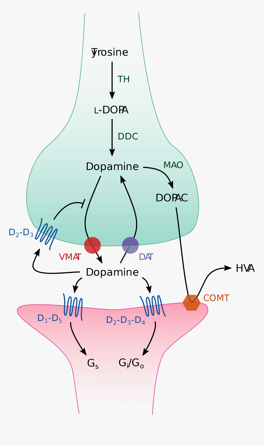 Dopamine, HD Png Download, Free Download