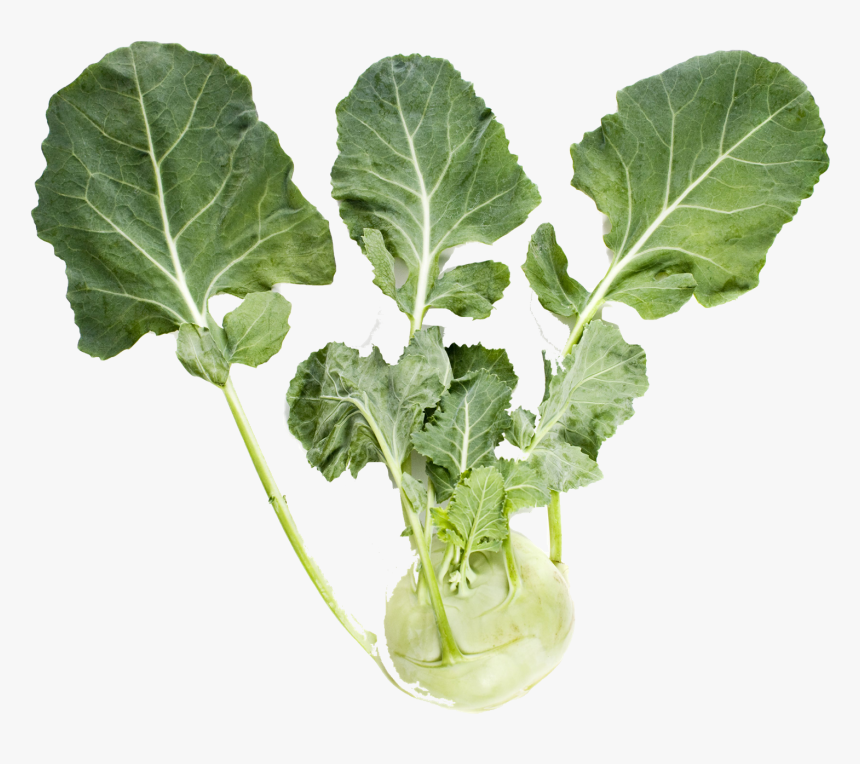 Vegetable Green Leaves Kohlrabi Png Free Images - Kohlrabi Greens, Transparent Png, Free Download