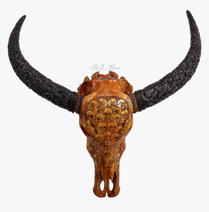 Cattle Horn Water Buffalo Skull Skeleton - Skull, HD Png Download, Free Download