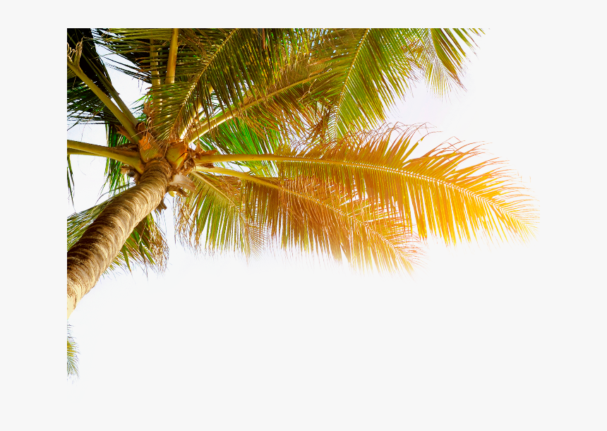 Coconut , Png Download - Attalea Speciosa, Transparent Png, Free Download