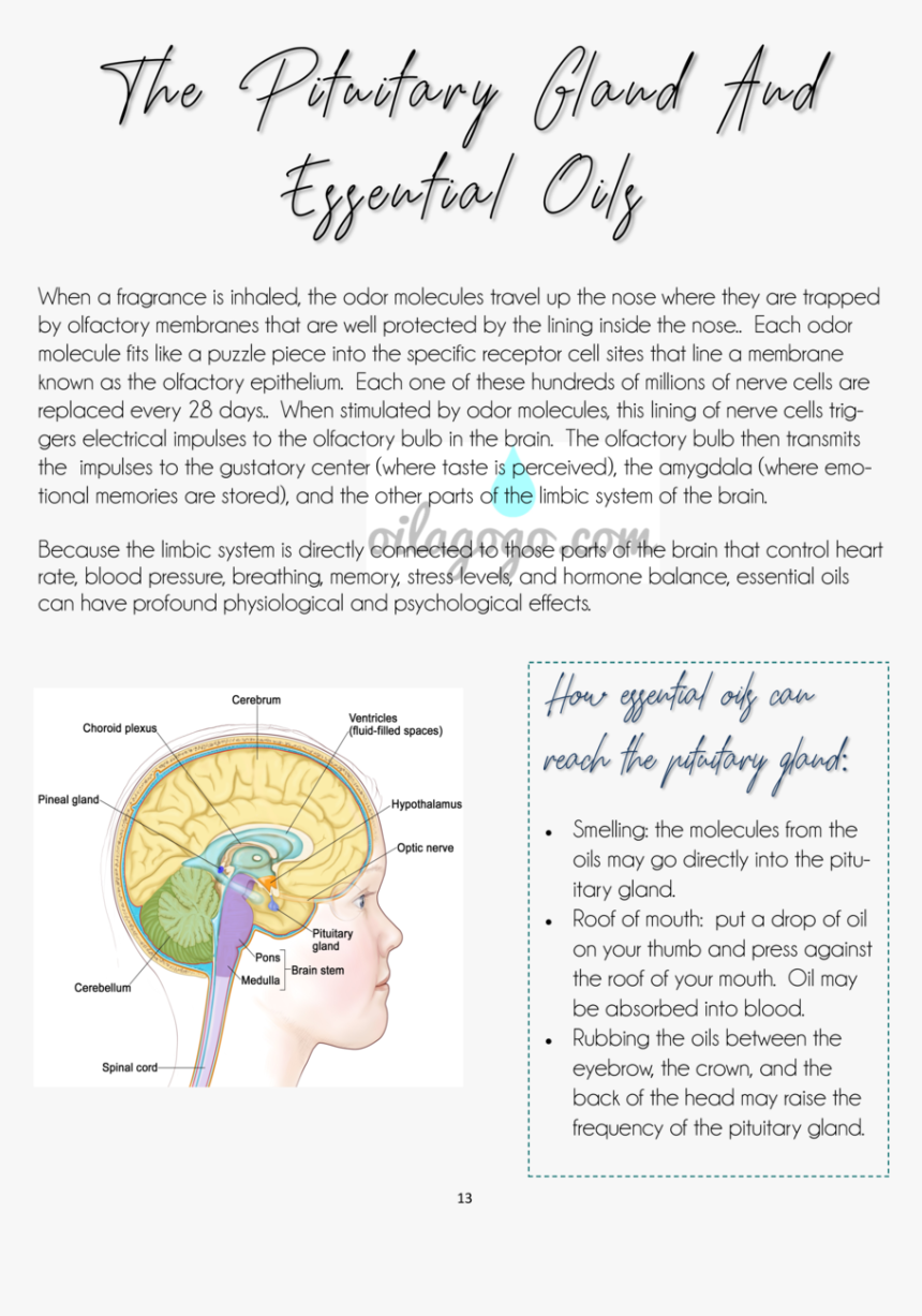 Spinal Cord Connected To Brain, HD Png Download, Free Download