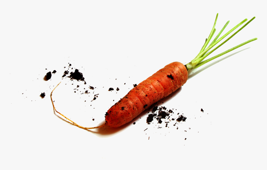 Contact Img - Baby Carrot, HD Png Download, Free Download