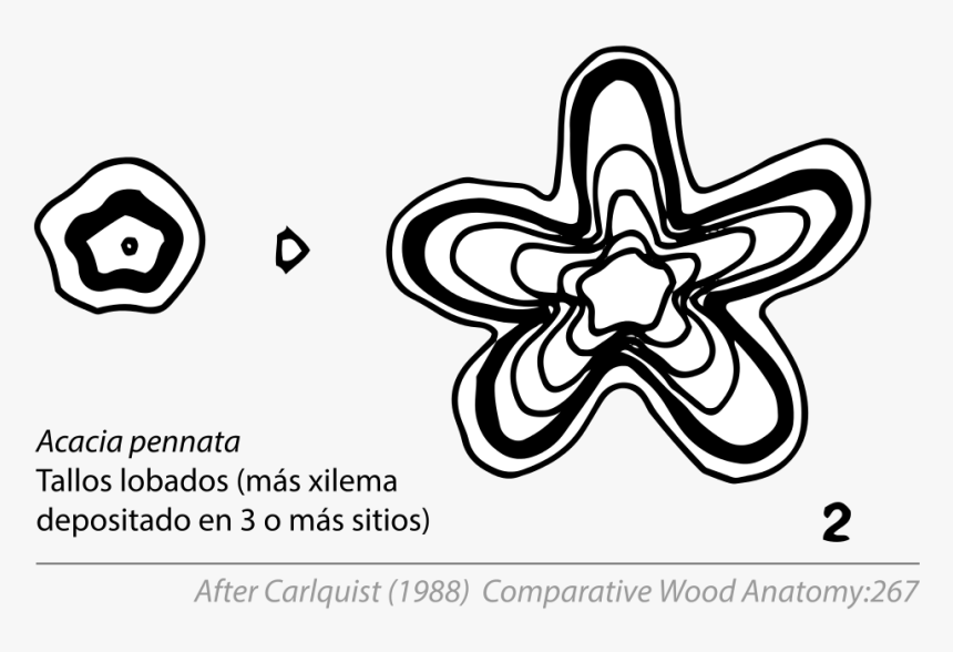 Anomaly Of Stem Passiflora, HD Png Download, Free Download